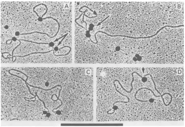 FIG. 5.nearattacheddimerterminusanattached(indicated Electron micrographs of mengovirus circular and linear oligomeric RF RNA molecules withpolymethacrylate spheres