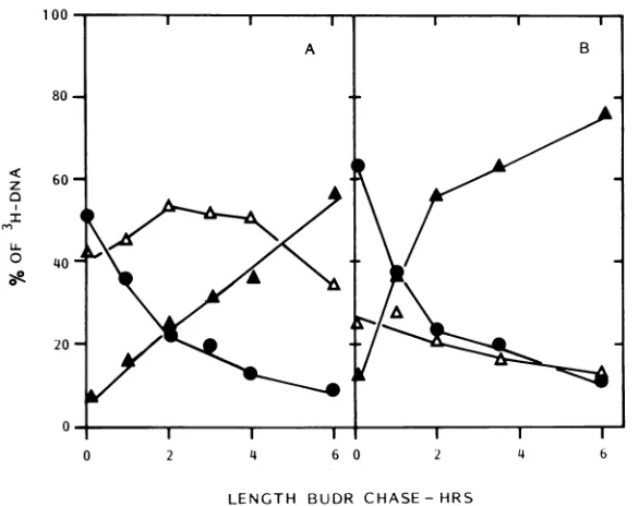 FIG. 3.percentagefrom Relationship between the fraction of the initial [3H]DNA in NPC-I leaving the NPC-Ipool and the of 3H-labeled HL DNA (kinetics of reentry) with increasing chase time in BUdR