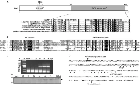 FIG 1 Characterization of HA72. (A) Map of HA72, showing the location of the IPLKL motif and a putative FRF C-terminal motif