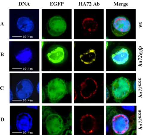 FIG 3 Subcellular localization of HA72 in HzAM1 cells. Cells were infectedconfocal imaging at 48 hpi