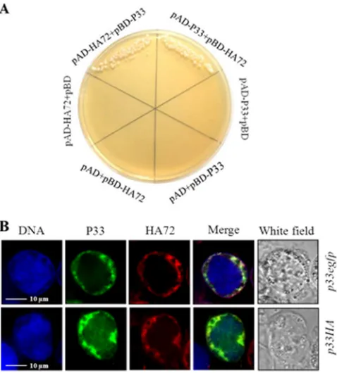 FIG 5 Interaction and colocalization of HA72 and P33. (A) Results from theyeast two-hybrid assay revealed an interaction of HA72 and P33
