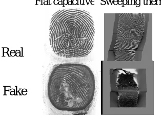 Figure 6: Typical examples of real and fake fingerprint images that can be found in the public ATVS-FFp_DB used