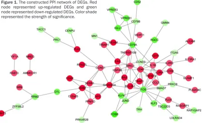 Figure 1. The constructed PPI network of DEGs. Red node represented up-regulated DEGs and green node represented down-regulated DEGs
