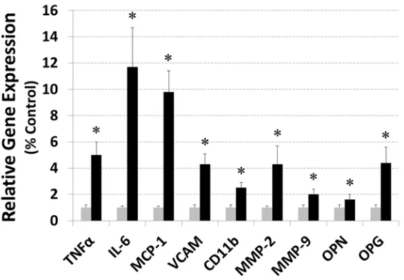 Figure I: Aortic expression of selected markers of vascular inflammation. Increased 