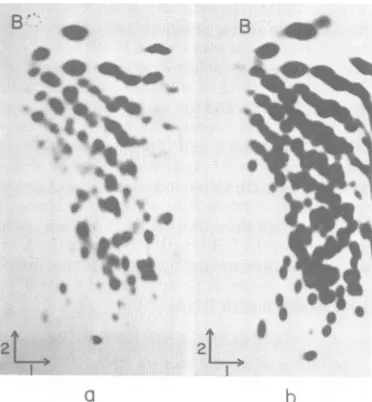 FIG.1.RNAdensty Fingerprint analysis of 32P-labeled SBMV fr-om the coat Protein fraction of the sucrose radentrun and its comparison with that of