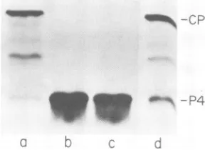 FIG.2.RNARNAlowedwithCoat32P; Analysis of SBMV coat protein fr-actionona denaturing 8% polyacrylamide gel.(a) protein fr-action RNA labeled at the 3' ends with(b)coat protein fr-action RNAlabeled invitro['4CJformaldehyde;(c)coat proteinfr-actionlabeledinvitrowith [14C]formaldehyde fol- byproteinase K digestion.