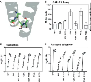FIG 5 The NS4A A15S mutation rescues replication and assembly defects of the NS4A A6L, G8A, and A14L mutants