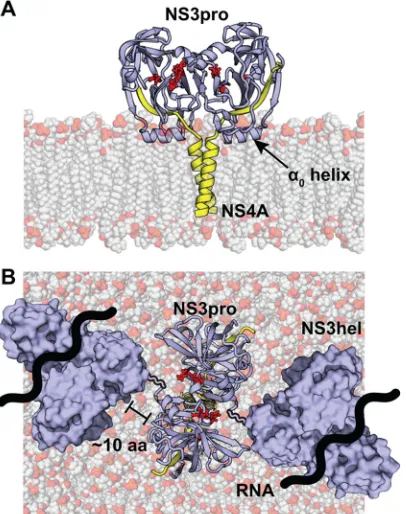 FIG 6 Model of the putative NS3-4A dimer in the membrane. The NS4Aplane of rotation parallel to the surface of the lipid membrane
