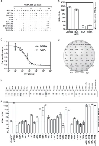 FIG 1 NS4A TM domain dimerizes in the GALLEX system. (A) Alignment of the NS4A TM domain with representative sequences from the seven major HCVgenotypes