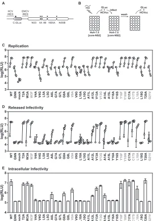 FIG 2 Replication and infectivity of HCV subgenomic replicon in Huh-7.5 cells expressing core-NS2