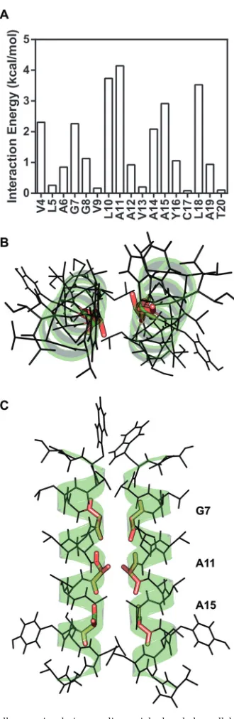 FIG 3 CHI all-atom simulation predicts a right-handed parallel NS4A dimer.(A) The CHI simulation was run with 16-, 17-, 18, and 19-amino-acid-lengthNS4A TM segments (see Table S1 in the supplemental material) at two differ-ent starting helix-helix crossing