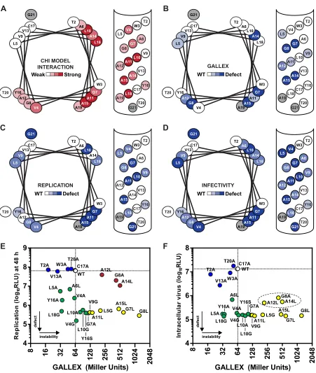 FIG 4 Helical wheel representations of the replication, infectivity, and oligomerization properties of mutants at each position of the NS4A TM domain