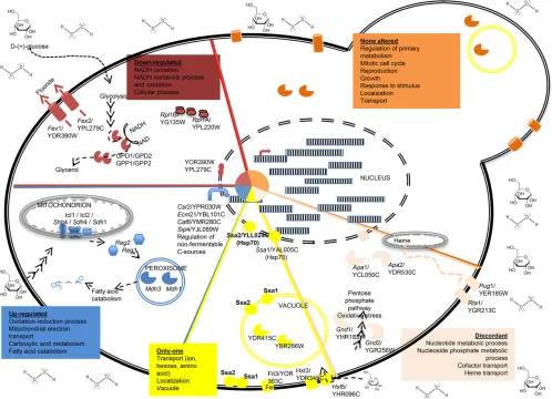 Figure 6 Schematic representation of main GO processes and selected duplicate gene pairs affected by oxidative stress in the presence ofnot differentially expressed, with blue if down-regulated, or with red if up-regulated
