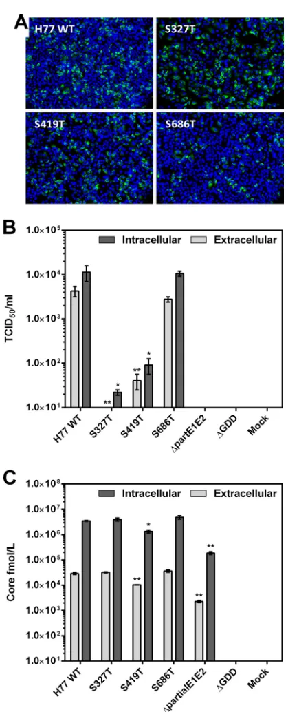 FIG 7 Sensitivity of transitional phenotypes to antibody-mediated neutraliza-tion. Neutralization sensitivity of authentic virions was assessed using thebroadly neutralizing human MAb 1:7
