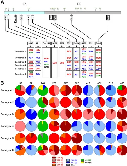 FIG 1 Location and codon structure of conserved E1E2 serines. (A) Schematic depicting locations of conserved nine serine residues in HCV E1E2