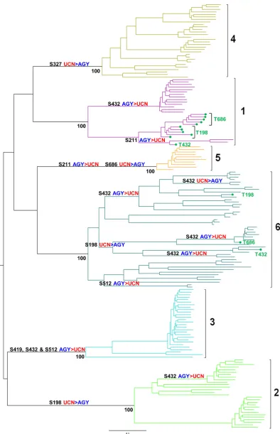 FIG 2 Mapping of serine codon switches onto the global HCV phylogeny. S-S switches were mapped onto internal branches of the E1E2 phylogeny accordingto the parsimony criterion