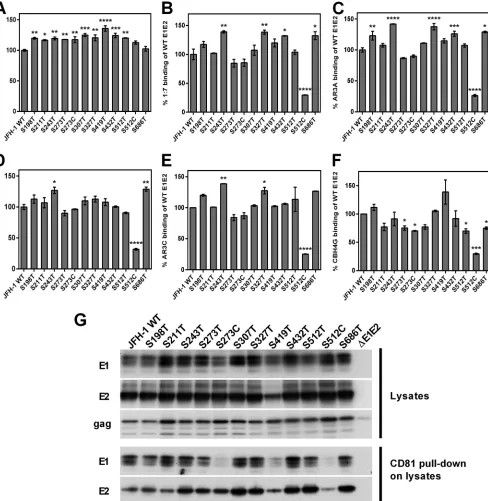 FIG 3 Conformation, epitope exposure, heterodimerization, and CD81 binding of transitional phenotypes