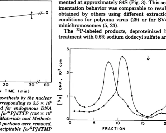 FIG.1.Atsynthesiscpm/pmol)wasextract.andcells) the Kinetics of DNA synthesis by the nuclear Nuclear extract (corresponding to 3.5 x JOr in 500 ,Il was assayed for endogenous DNA in the presence of [a-32P]dTTP (158 x 103 as described in Materials and Method