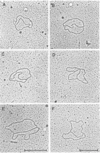FIG. 8.microscopymeasuresunreplicatedwheremeasurereplicatedmoleculeThe(D)and Electron microscope analysis ofDNA molecules comigrating with the RI-a band on agarose gels