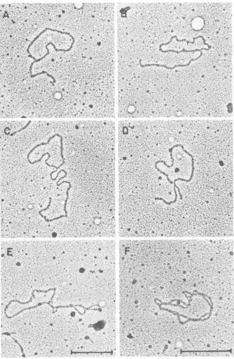 FIG. 9.Structuremeasuresmeasuresbandwhere(E)magnification; Electron microscope analysis of DNA comigrating with the RI-b band on agarose gels