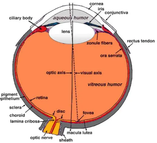 Figure 1. The structures of the human eye (Kolb, 2007). 