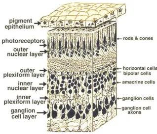 Figure 2. 3D section of the retina (Kolb et al., 2005) 