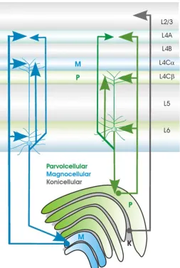 Figure 8. Connections between the LGN and primary visual cortex (Thomson, 2010) 