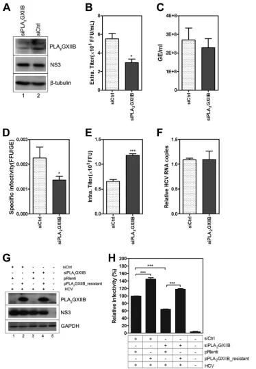 FIG 7 PLAGXIIB is required for HCV secretion. (A) Huh7.5.1 cells were transfected with siPLAGXIIB and then infected with HCV-Jc1EGFP at an MOI of 0.02at 3 h posttransfection