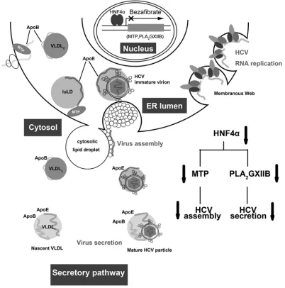 FIG10 Proposed model of HNF4Reduced HNF4� regulation in the HCV life cycle. HCV infection upregulates HNF4� expression, which in turn transactivates numerous genes(PLA2GXIIB and MTP) involved in VLDL biogenesis