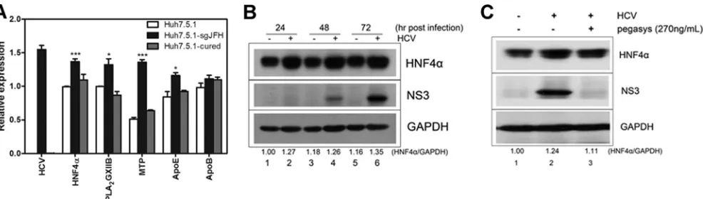 FIG 1 HNF4(Huh7.5.1 cells with replicating genotype 2a subgenomic replicon) and Huh7.5.1 cured cells after normalization by GAPDH
