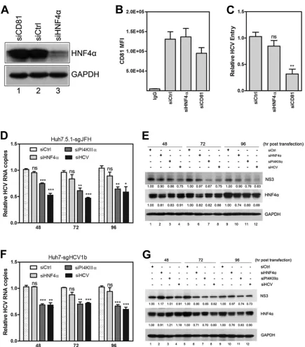 FIG 2 HNF4normalized with GAPDH were calculated. (F) Huh7-sgHCV1b cells were transfected with siHNF4time points posttransfection after normalization with 18S RNA