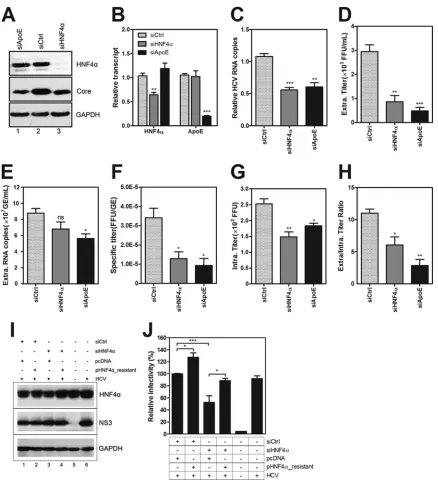 FIG 3 HNF4� is required for HCV assembly and secretion. Huh7.5.1 cells were transfected with siHNF4� and then inoculated with HCV-Jc1 at an MOI of 0.02at 3 h posttransfection