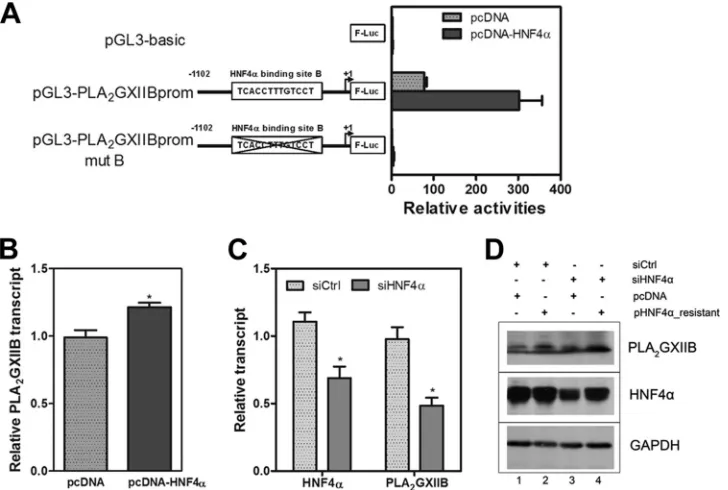 FIG 5 HNF4lacking the HNF4HNF4(h posttransfection, reporter activities were analyzed by a Dual-Glo luciferase kit