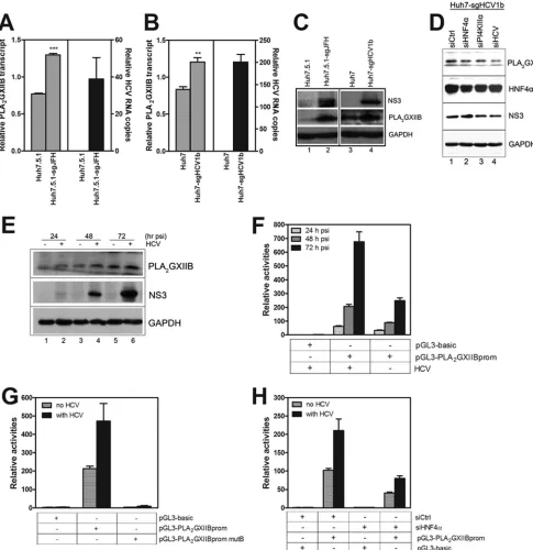 FIG 6 HNF4quantiﬁcation of the change in PLAmeasured by antibodies against NS3, HNF4infected with HCV-Jc1EGFP (MOI of 0.2) compared with those of mock-infected cells were quantiﬁed in a time course analysis
