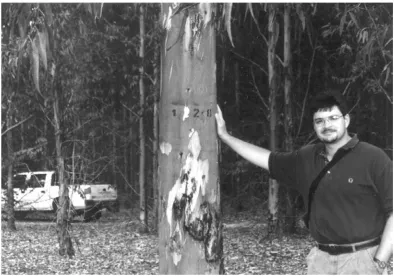 Figure 1. Photograph of the F1 hybrid (tree BBT01058, Forestal Oriental SA, Uruguay) that was extensively characterized through genetic mapping in this research project