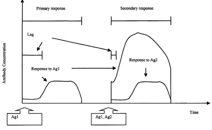 Figure 3.3: Primary and Secondary Responses 