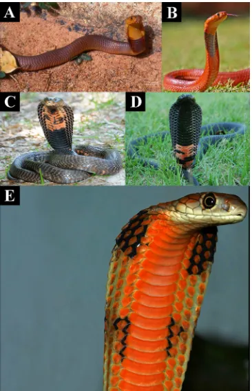 Figure 6. ((Figure6. Aposematic hood colouring in the African spitting cobras such as (A) Naja katiensis; (B) Najapallida; (C) Naja mossambica; (D) Naja nigricollis; and (E) convergently in the adult colouring inMalaysian population of Ophiophagus hannah (