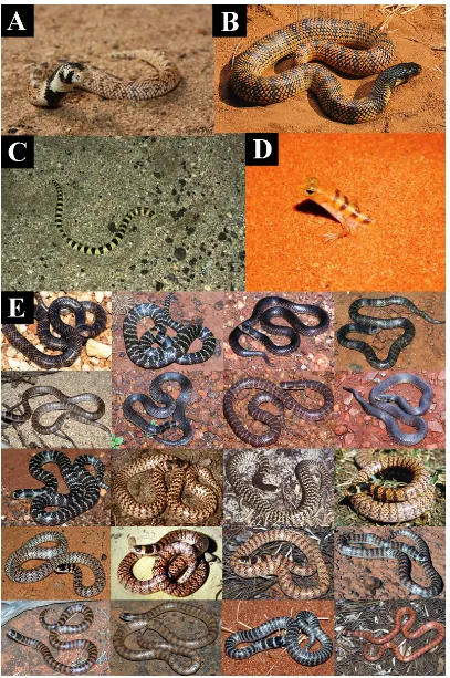 Figure 10. ((10–15) and(BrachyurophisFigure 10.  Disruptive  camouflage  patterning  the  nocturnal  semi‐fossorial  reptiles  (A)  Aspidelaps scutatus;  (B)  Aspidelaps  lubricus;  (C)  Chionactis  occipitalis;  (D)  Eremiascincus  fasciolatus;  and  (E) 