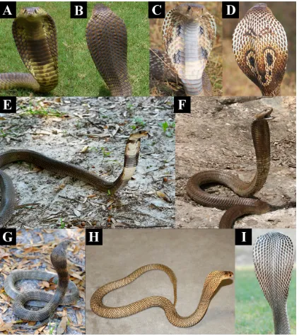 Figure) Anothony Childs;(Relativein the the basally coloured African spitting cobras lacking aposematic marking likeand (accompanied by a lowering of cytotoxicity has occurred in (and (the aposematic hood marking as juveniles and subadults but not (cytotox