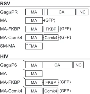 FIG 1 Schematic representations of proteins. RSV (top) and HIV-1 (bot-tom) proteins used in liposome ﬂotation assays