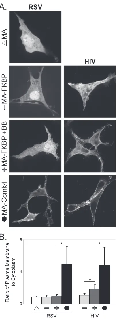 FIG 2 Effect of multimerization on RSV and HIV-1 MA-GFP localization. (A)