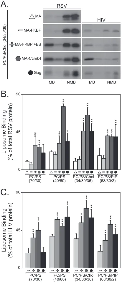 FIG 4 Flotation analysis of puriﬁed RSV MA multimers. (A) Velocity sedi-mentation of RSV MA, MA-FKBP, MA-FKBP �BB, and MA-Ccmk4 proteins.Molecular masses (in kDa) are indicated for the MA and MA-FKBP gels; allother gels were run identically
