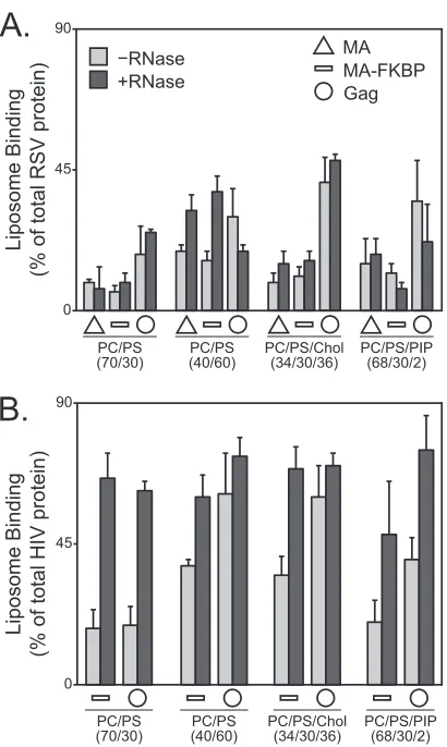 FIG 5 Effect of RNA on liposome binding of reticulocyte-generated RSV MAor RSV Gag. Liposome binding of RSV (A) and HIV-1 (B) MA (triangle; notdone for HIV-1), MA-FKBP monomer (dash), and Gag (circle) protein toliposomes in the absence of (light gray) or p