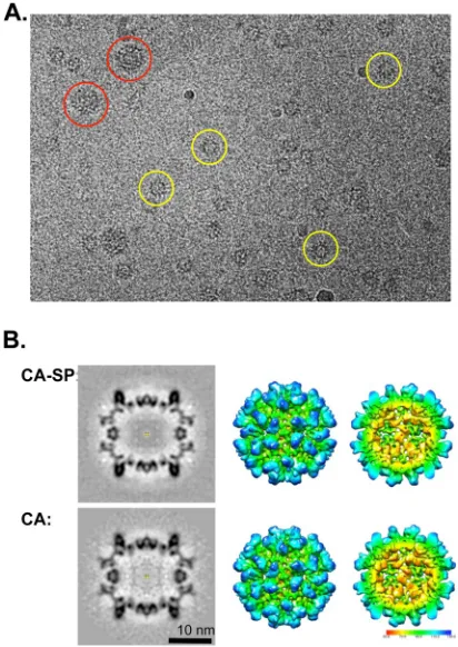 FIG 2 Cryo-EM of RSV CA-SP Tofsmall (Tcircles), are embedded in the vitreous ice layer