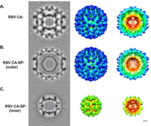 FIG 3 Fitting of CA domains into CA-SP T�1 particle density. (A) RSV CA-NTD and CA-CTD atomic models were ﬁtted into the CA-SP T�1 reconstructionindependently, as rigid bodies