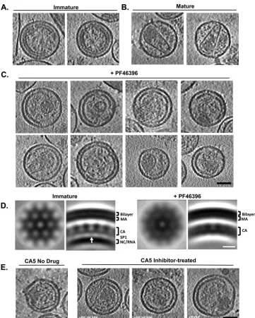 FIG 5 Cryo-ET of HIV-1 particles generated in the presence of PF-46396 and BVM. (A to C) Gallery of central slices from tomographic reconstructions of HIV-1virions: immature (A), mature wild type (B), and wild type treated with the PF-46396 inhibitor (C)
