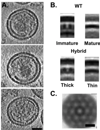 FIG 7 Gag mutant CA5 hybrid shell. (A) Central slices through cryo-electrontomograms of three CA5-plus-PF-46396 particles