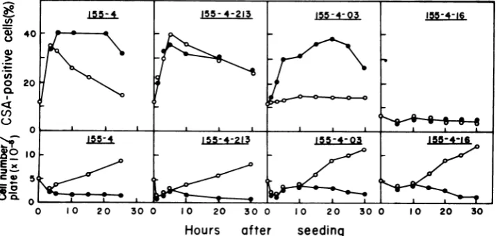 FIG.1.absence155-4 Relationship between the expression ofHSV CSA and cell growth in HSV-2-transformed cell line and three clones from the line at 37°C in the presence and absence of Act D (2 ,ug/ml)