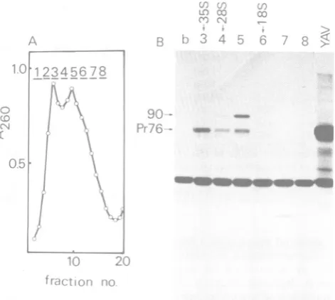 FIG. 3.RNA.are Physical maps of oligonucleotides and polypeptide coded by Y73. Spot numbers with a single line oligonucleotides shared with 4.8-kb and 8.5-kb RNAs, and those with a double line are specific to 4.8-kb The orders of the oligonucleotides within the respective parentheses are uncertain.