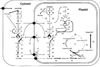 Figure 1. Schematic representation of metabolic pathways in an oil storing cell of a developing for the conversion of the imported sucrose in the cytosol (1-16), the transfer of intermediates into the plastid (17-20), starch biosynthesis and degradation in